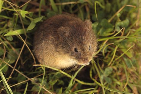 field mouse  vole  billy mccormick blog