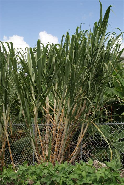 Sugar Cane Sugar Cane Scientific Name Saccharum Officina Flickr