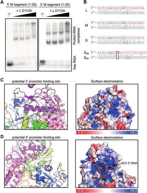 Interaction Of The Sftsv L Protein With Its Promoter Rnas A Binding