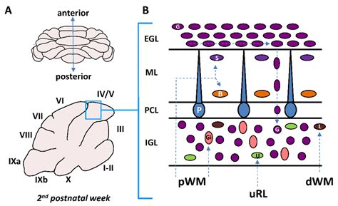 Brain Sciences Free Full Text Postnatal Migration Of Cerebellar