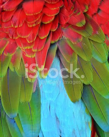 Scarlet Macaw Feathers Stock Photo | Royalty-Free | FreeImages