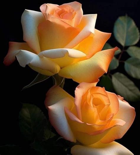 Pin By Dhafer Shamsuldeen On Flowers Beautiful Rose Flowers