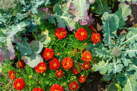 12 Reasons Why Marigolds Are The Best Flowers In Your Garden