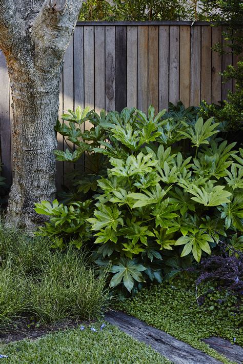 Gardening In The Shade Annual Plants For Shady Areas Artofit