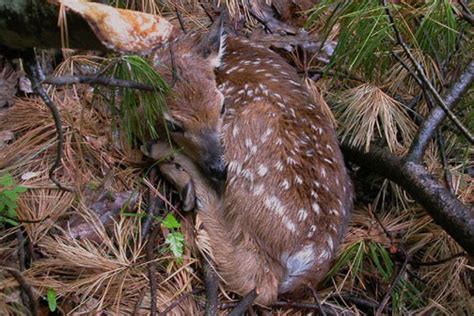 Fawn Camouflage — Research — Department of Animal Science