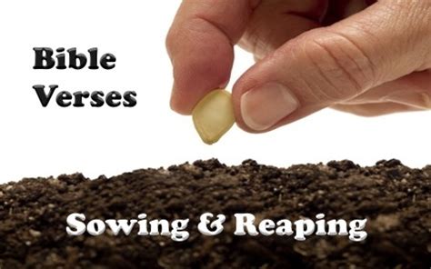 Top Bible Verses About Sowing And Reaping