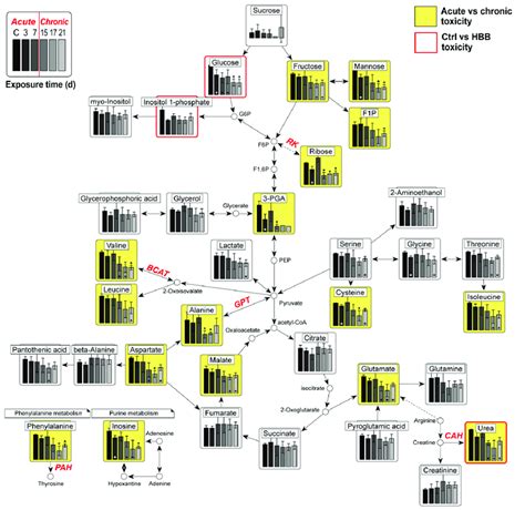 Metabolic Pathway Networks With A Bar Plot Of 35 Metabolites The