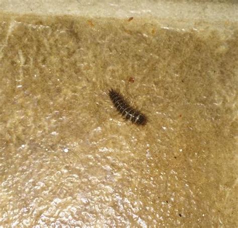 Carpet Beetle Larvae And Bed Bugs - Infoupdate.org