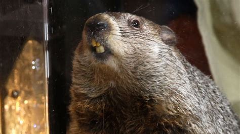 Staten Island Chuck makes his Groundhog Day predictions | FOX 5 New York