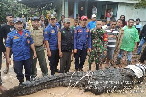 Masuk Permukiman Buaya 47 Meter Direlokasi Ke Pusat Penangkaran