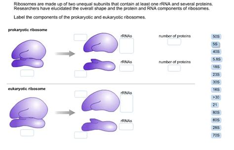 Get Answer Ribosomes Are Made Up Of Two Unequal Subunits That