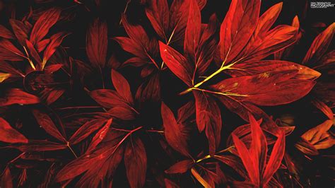 Red flower, leaves, nature, red, fall HD wallpaper | Wallpaper Flare