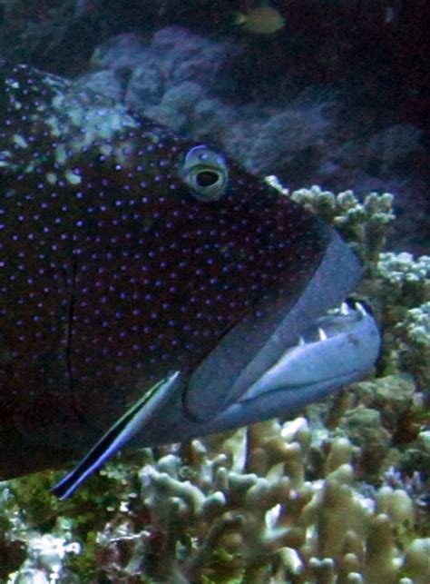 Tassie Twosome: Cleaner Fish - Underwater Capitalism