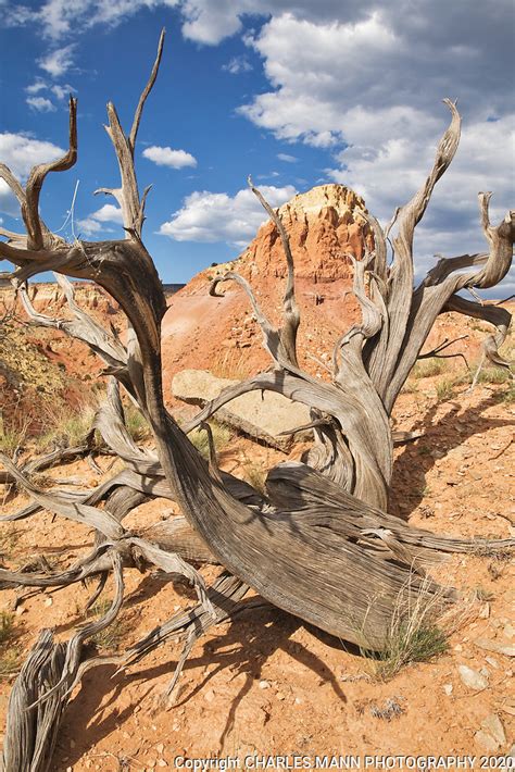 Ghost Ranch Red Rocks Juniper Wood And Red Rocks Abiquiu Nm July