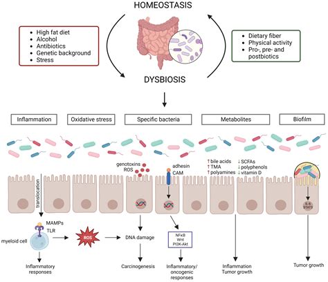 Frontiers Dissecting The Role Of The Gut Microbiome And Fecal