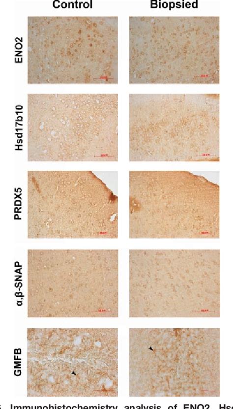 Figure 2 from Evaluation of Blastomere Biopsy Using a Mouse Model ...