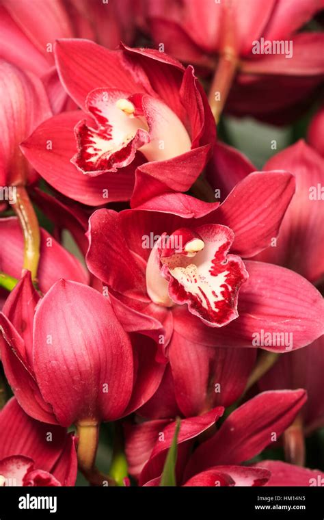 Cymbidium Orchids Banque De Photographies Et Dimages à Haute