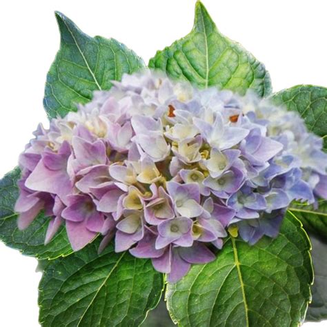hydrangea seeds  seeds perennial hardy garden shrub bloom etsy