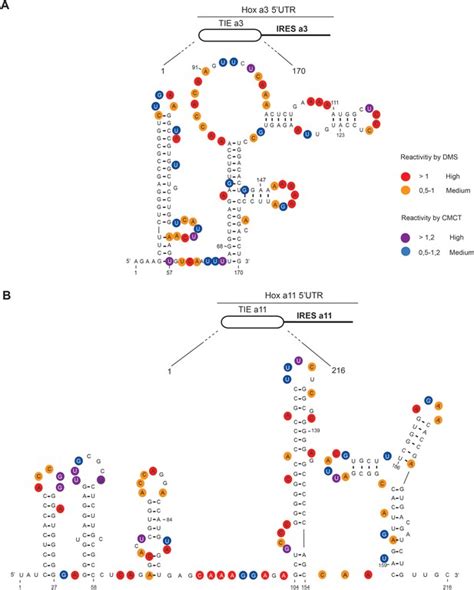 Figures And Data In Translation Inhibitory Elements From Hoxa3 And