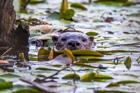 New Wetlands Report Shows Accelerating Losses The National Wildlife