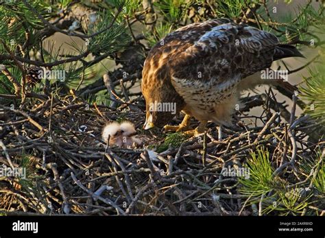 red-tailed hawk nesting with baby chicks Stock Photo - Alamy