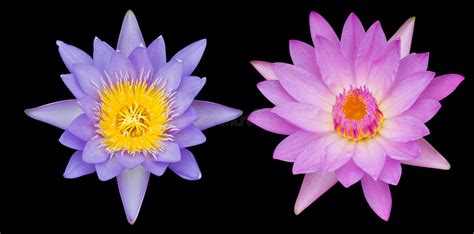 Two Lotus Flowers Stock Image Image Of Love Float Drop 38829145