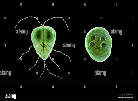 Giardia Intestinalis Protozoan Formely Known As Lamblia Or Off