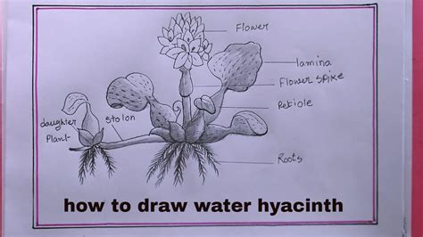 How To Draw Water Hyacinth Water Hyacinth Drawing YouTube