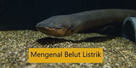 Mengenal Belut Listrik