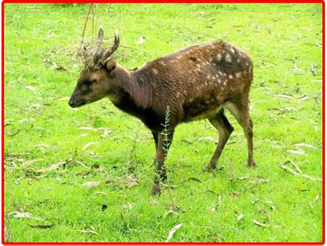 Ovaltes: Visayan Spotted Deer and Visayan Deer Endangered Species Philippine