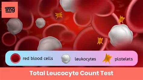 Total Leucocyte Count Tlc Purpose And Normal Range Of Results 1mg