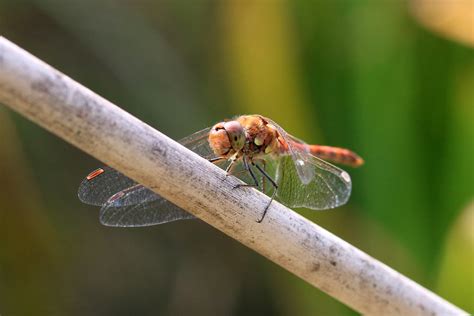 Sympetrum striolatum Große Heidelibelle NGID1661796486 Flickr