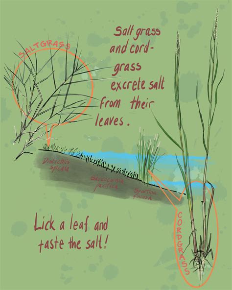 Naturalist's Notebook: How Salt Marsh Plants Cope With All the Salt