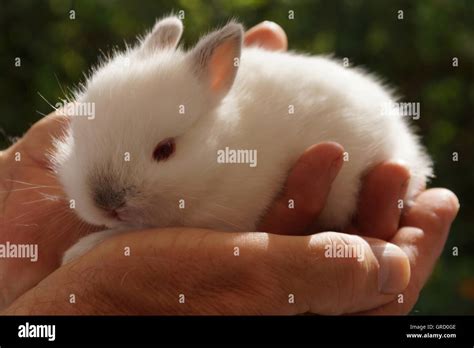 Poco Conejo Blanco Con Ojos Rojos Sentados En Manos Humanas De Dos