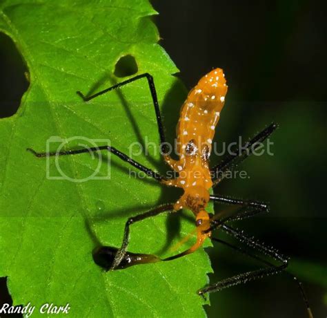 Milkweed Assassin Bug Zelus Longipes Bugguide