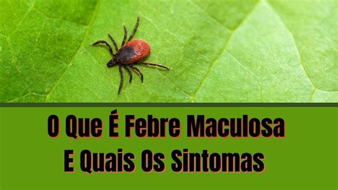 O Que É Febre Maculosa E Quais Os Sintomas cuidardasaude