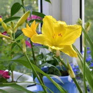 Help Your Daylilies Rebloom This Summer With One Simple Tip