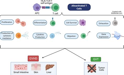 Frontiers Dissecting The Regulatory Network Of Transcription Factors