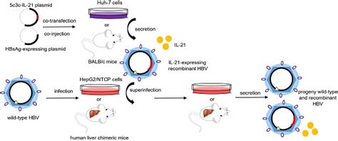 Characterization Of Il Expressing Recombinant Hepatitis B Virus Hbv