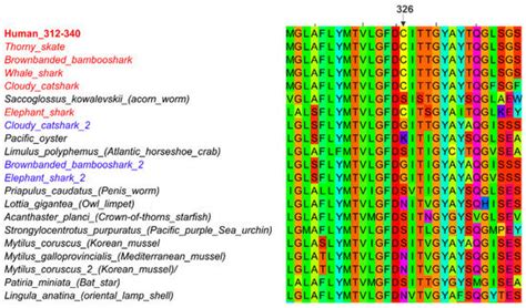 Ijms Free Full Text Hepcidin Ferroportin Interaction Controls