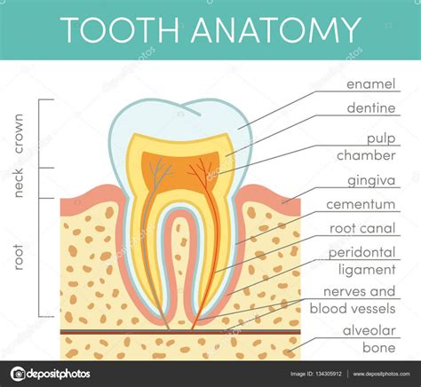 Human Tooth Anatomy Stock Vector Image By Marina Ua 134305912