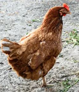 Lohmann Brown Chickens: Breed Eggs, Weight, Care & Picture