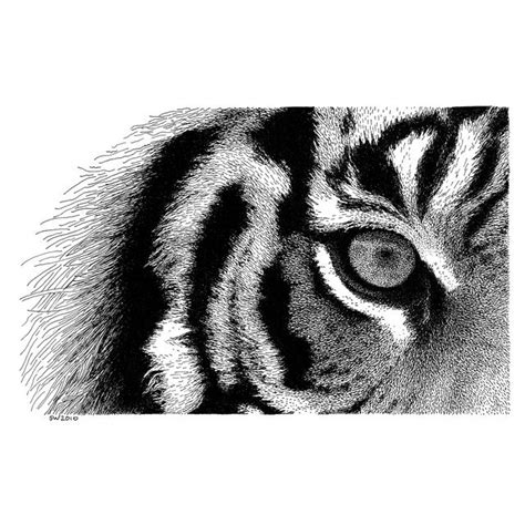 Eye of the Tiger | Ink pen drawings, Ink pen art, Pen and ink