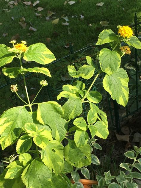 Lantana Lantana Camara Samantha Focal Farm