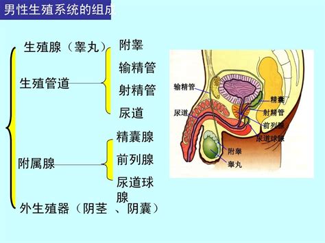 组织胚胎学课件 男性生殖系统 word文档在线阅读与下载 无忧文档