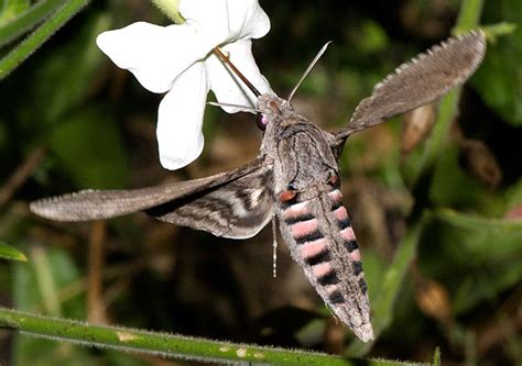 convolvulus hawk moth