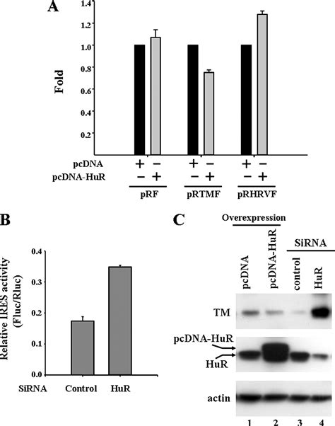 RNA Binding Protein HuR Interacts With Thrombomodulin 5Untranslated