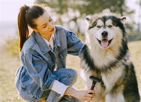 Fellpflege für Hunde Tipps für ein gesundes glänzendes Fell Tractive