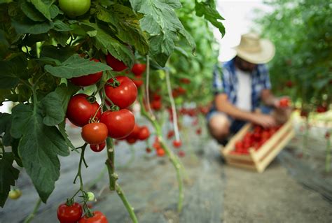 Agricultura Familiar Se Fortalece Inclus O Da Merenda Escolar