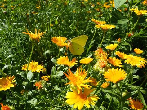 Una mariposa de repollo se sienta en una flor de caléndula pieris